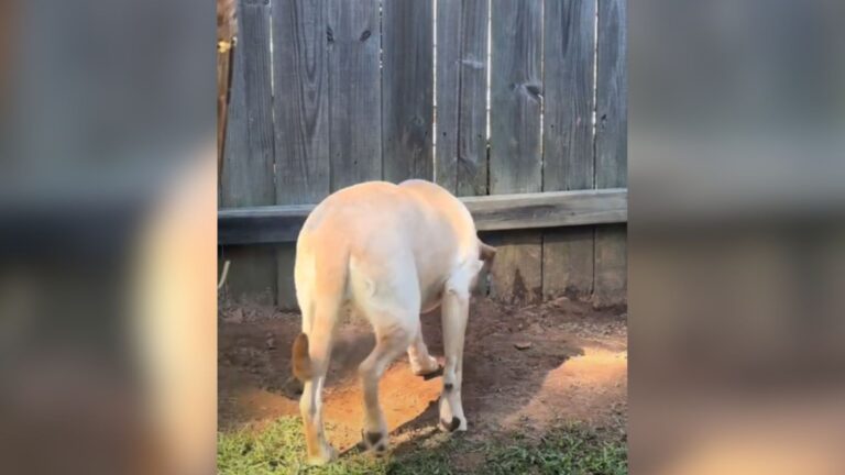 Alabama Woman Checks Her Dog’s Digging Under The Fence And Freezes At What She Sees