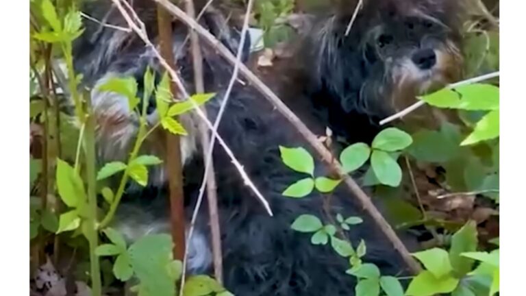 Woman Hears About 2 Pups Lost In Georgia Woods And Makes It Her Mission To Get Them To Safety