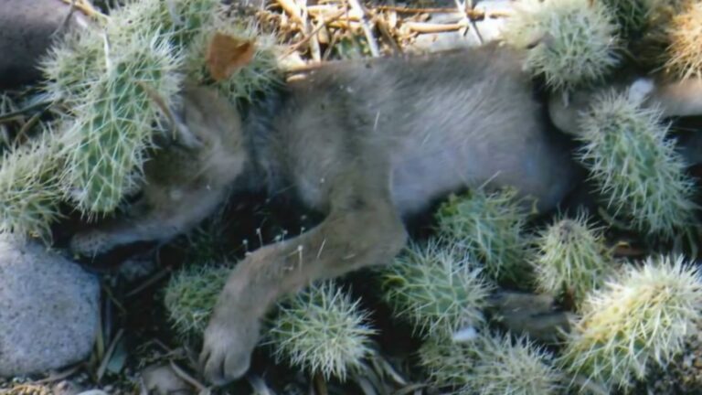 Arizona Woman Sees ‘Puppy’ Covered In Cacti In Her Flower Pot, Then Gasps At What It Really Is
