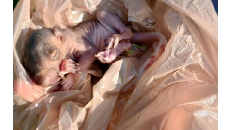 Ohio Woman Finds A Fragile Hairless Creature Lying In Her Yard And Can’t Figure Out What It Is
