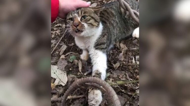 Florida Woman Finds Cat Caught In Trap For Menacing Critters And Fears She’s Too Late