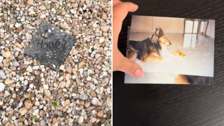 Woman Finds Dog’s Grave In The Yard Of Her New Home In Florida And Decides To Investigate