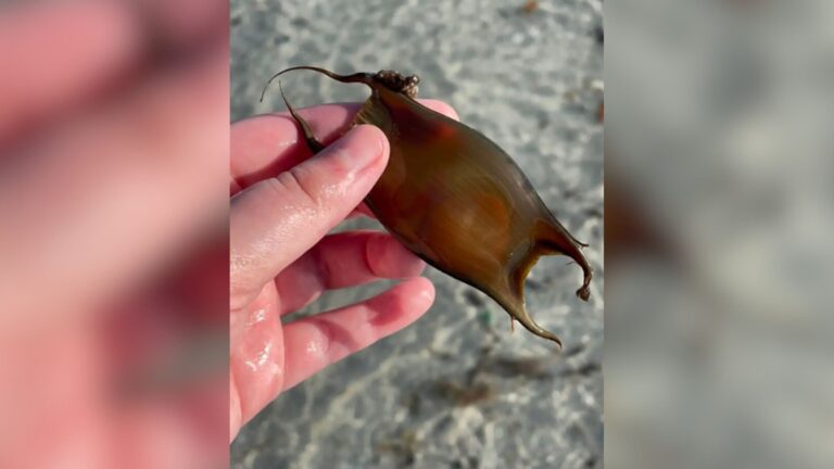 Woman Picks Up Mysterious Object On Florida Beach And Realizes It’s Something Incredible