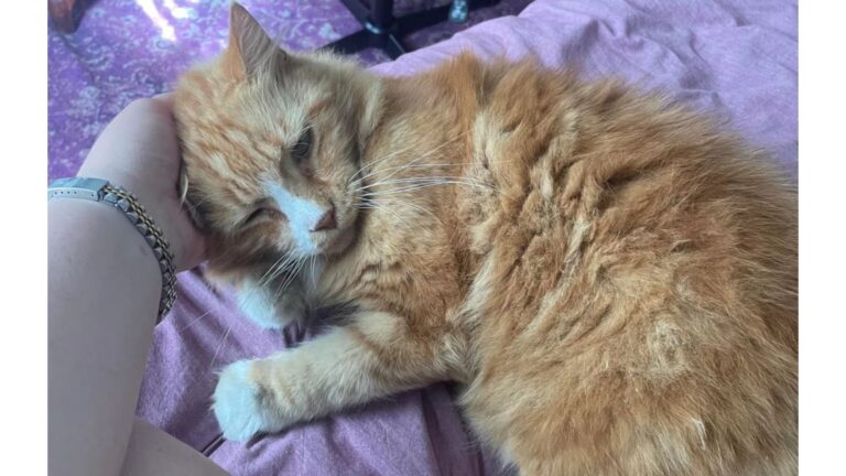 North Carolina Woman Notices Neighbor’s Cat Alone Outside, Then Learns The Heartbreaking Truth