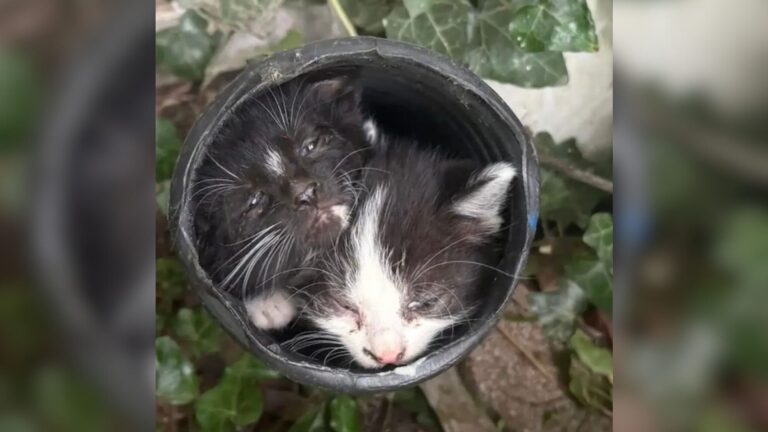 Ohio Woman Notices Something Moving In Her Yard, Then Finds 7 Fluffy Siblings Hidden In Drain