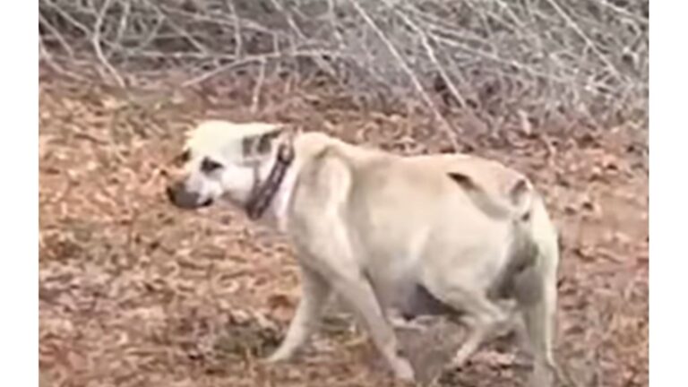 Texas Woman Finds Pregnant Dog Outside Dollar General And Decides To Bring Her Home