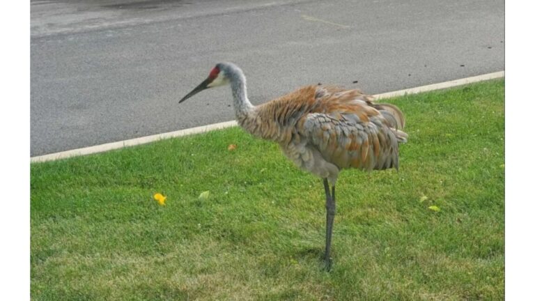 Chicago Woman Tries To Help Giant Bird On The Street, But Quickly Regrets It