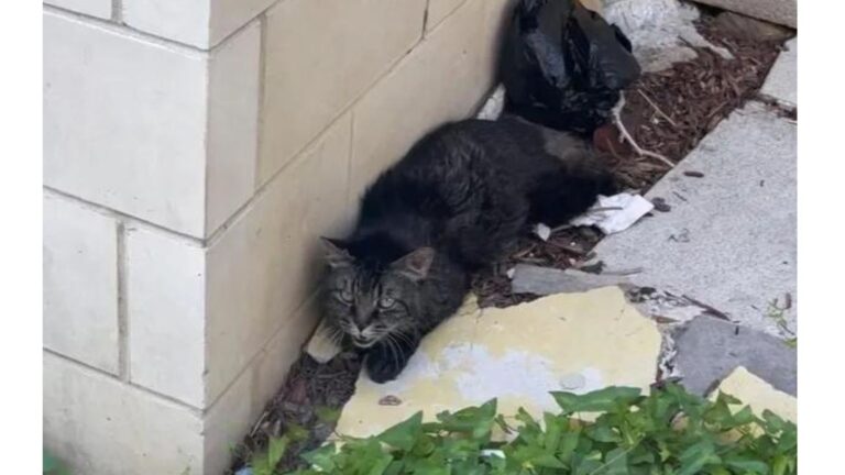 Woman Finds Scared Cat Huddled Outside NY Building, Follows Her Instinct, And It Pays Off