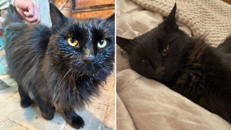 Arizona Woman Finds A Shivering Cat At Her Door, Then Realizes Why He Came And Lets Him In
