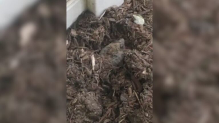 NY Woman Notices Brown Shape Hidden Under Mulch And The Discovery Leaves Her Speechless