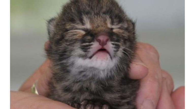 North Carolina Woman Found Tiny Bobkitten Crying For His Mom, What Happened Next Was Incredible