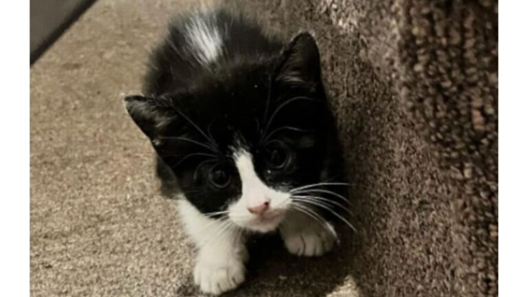 Florida Woman Finds Tiny Furry Stranger Waiting On Her Porch, And Her Life Changes Forever