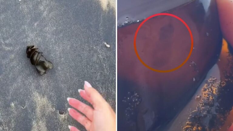 Woman Picked Up Odd Spiral Shape On California Beach And The Next Second Took Her By Surprise