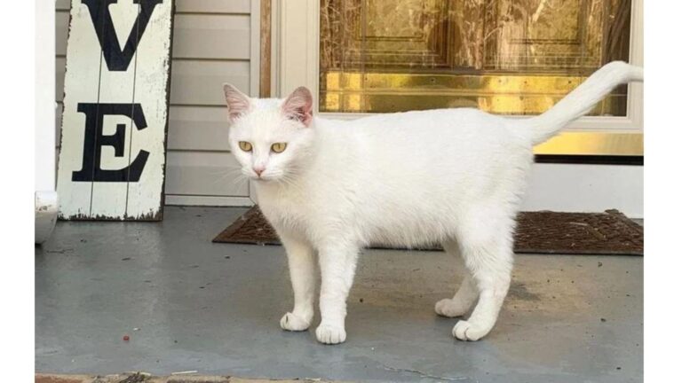 North Carolina Woman Finds Cat With 2 Kittens On Her Doorstep Plus A Little Unexpected Surprise