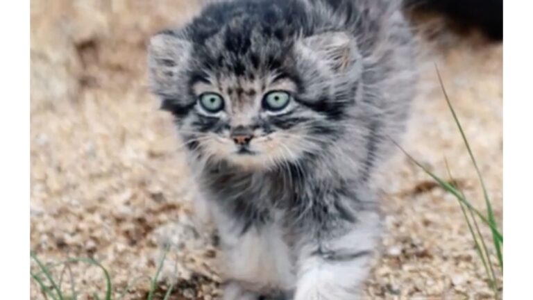 Georgia Woman Never Expected Her Tiny Rescue Kitten To Grow Into This