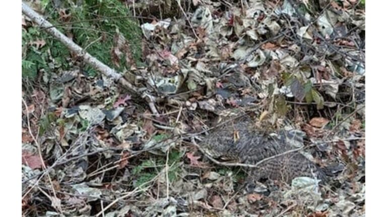 Pennsylvania Woman Follows Her Dog To A Leaf Pile, Then Notices A Flicker Of Movement Under It