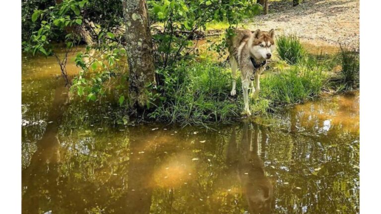 Woman Follows Her Dog To Sealed Box In Georgia Woods And The Discovery Leaves Her In Shock