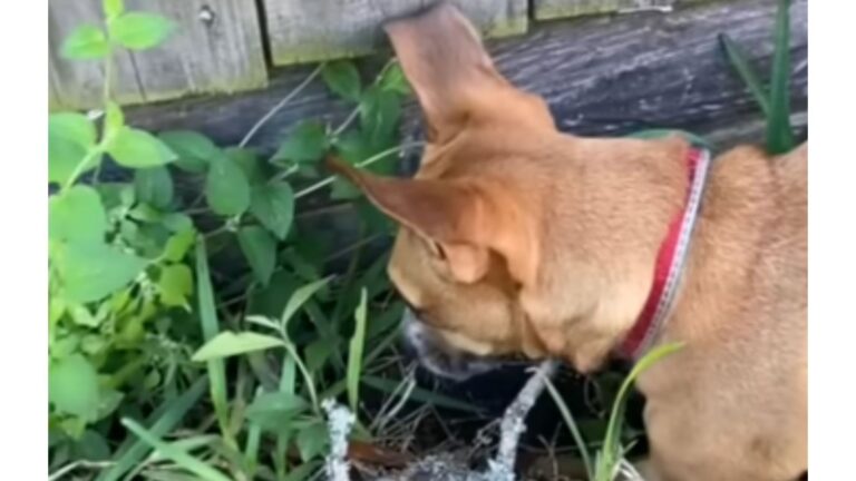 Virginia Woman Follows Her Puppy Into Grass And Stumbles Upon Something Precious