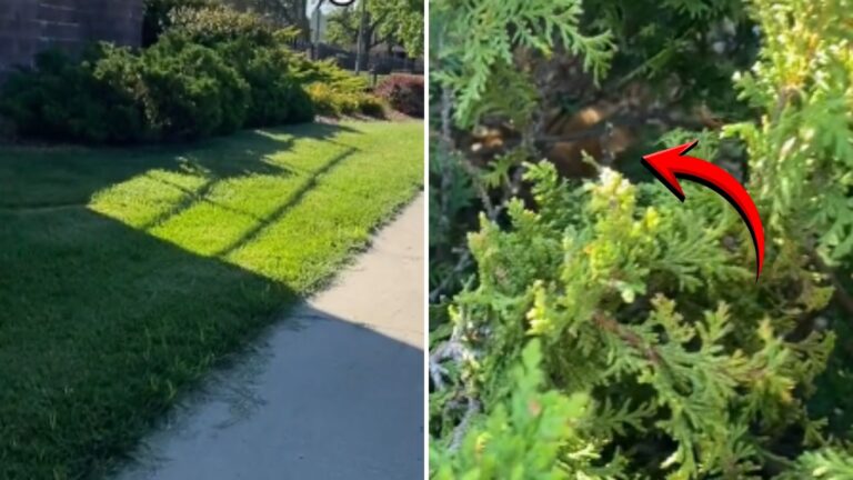Woman Heard Odd Sounds From Bushes At Missouri College And The Next Moment Was Unforgettable
