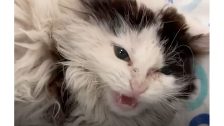Las Vegas Woman Takes A Chance On Aggressive Rescue Cat And Witnesses A Stunning Transformation
