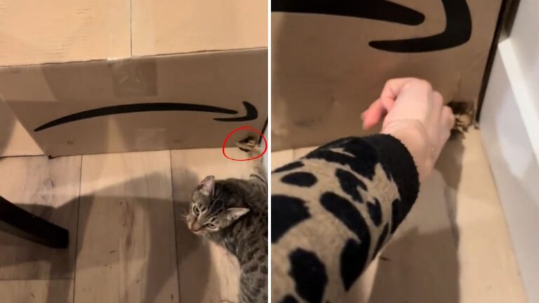 Washington Woman Hears Her Cats Crying Frantically And Is Left Stunned By What She Finds