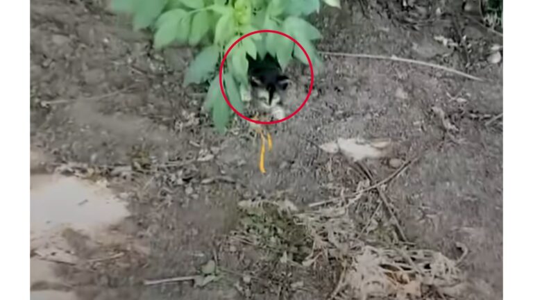 Virginia Woman Hears Odd Chirping Noise From The Bush And Discovers A Tiny Life Left To Suffer