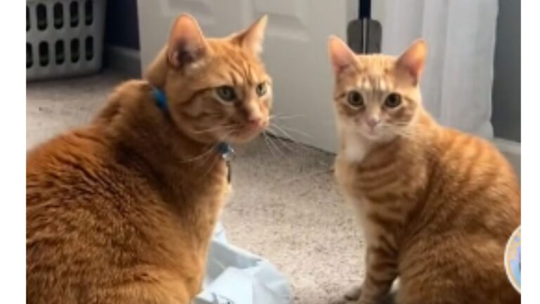 South Carolina Woman Keeps Attracting Orange Cats And People Are Fascinated