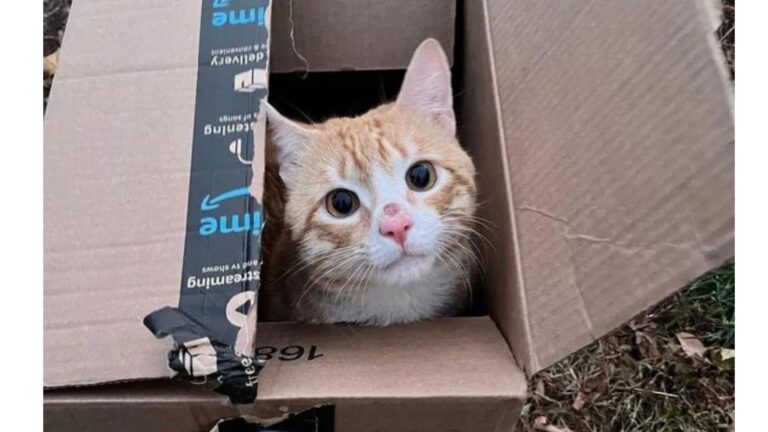 NY Woman Notices A Discarded Box By The Roadside And Confronts A Heartbreaking Abandonment