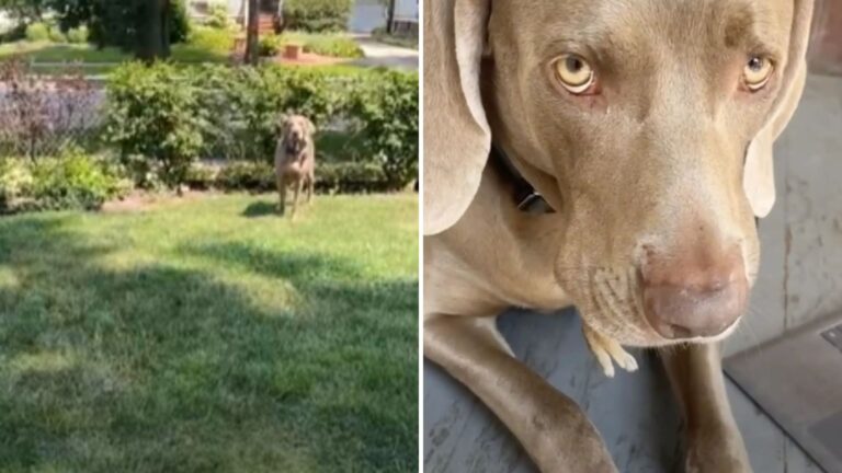 Chicago Dog Leaves Owner Speechless After Showing Up With Strange Surprise In His Mouth
