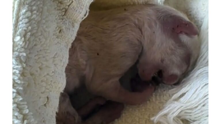Texas Woman Nearly Walks Past A Lifeless Creature Among Trash, Then A Soft Cry Makes Her Stop