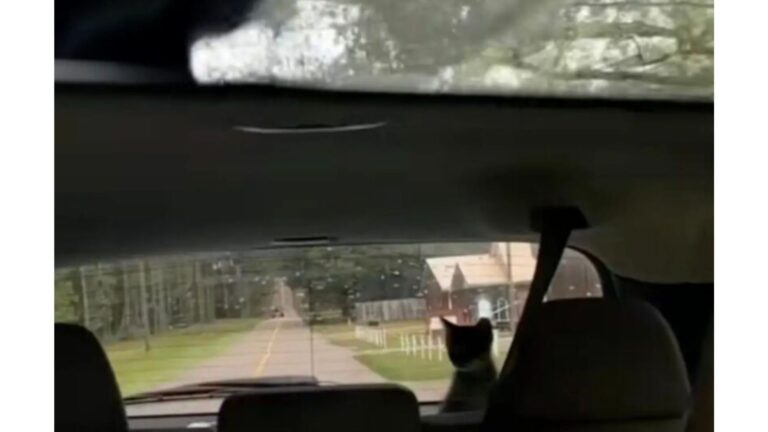 Woman Stops On Remote Road In Louisiana After Seeing Two Tiny Eyes In Rearview Mirror