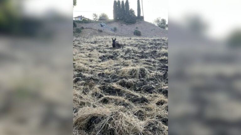 Woman Walks By Hillside In California And Notices Strange Figure Watching Her From Above