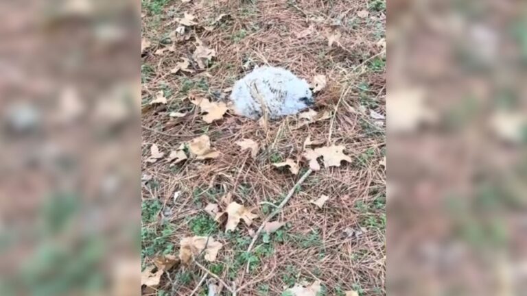 Arkansas Woman Notices Her Dogs Barking At Mysterious Fluff On The Ground And Rushes Over