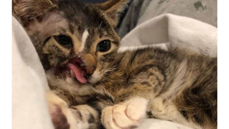 NY Woman Rescues Cat Everyone Overlooked Because Of His Face, You Won’t Believe His Life Now