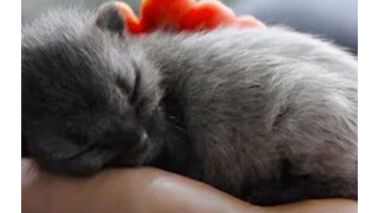 Ohio Woman Rescues Kitten She Found On Sidewalk, Then Discovers A Shocking Truth Months Later