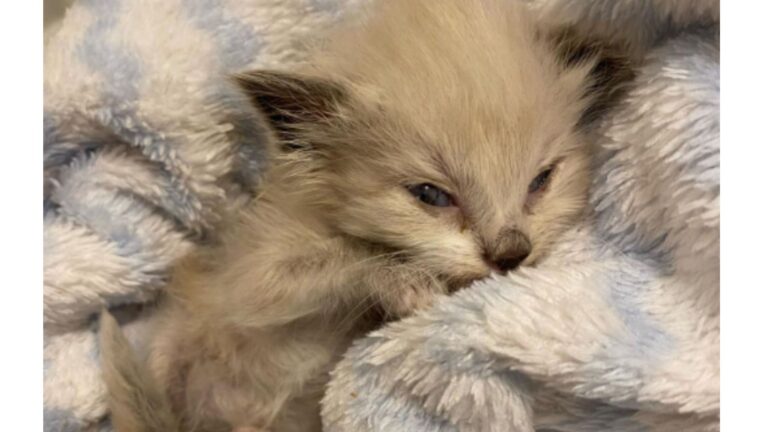 Oregon Woman Fights To Save Four Kittens Facing A Fatal Virus And The Result Is Incredible