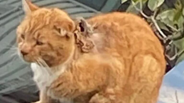 New Jersey Woman Spots A Cat Barely Hanging On, What She Sees Up Close Breaks Her Heart