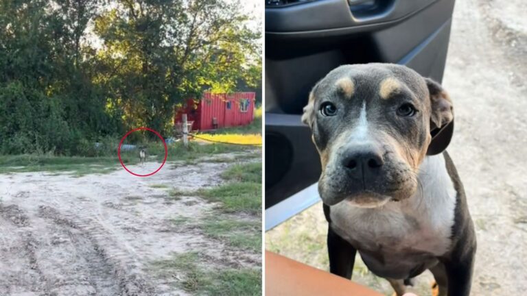 Texas Woman Makes Split-Second Stop When Little Furry Face Peeks Out Of Abandoned Roadside Camp