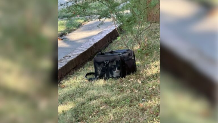 Texas Woman Notices A Mysterious Carrier On Her Lawn And Rushes Over When She Hears Crying