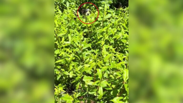 Connecticut Woman Spots A Tiny Face Peeking From The Grass And Pulls Over Right Away