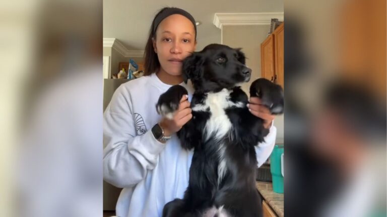New Jersey Woman Tests Her Dog’s DNA And What Comes Back Leaves Her Speechless