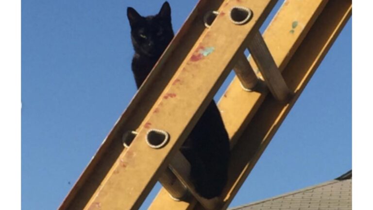 Louisiana Painter Took In A Stray Cat, But She Wasn’t Prepared For What Came Next