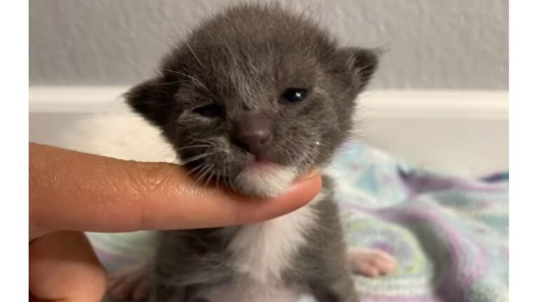 California Woman Adopts Rescue Kitten, Then Starts Noticing Strange Signs And Rushes To The Vet
