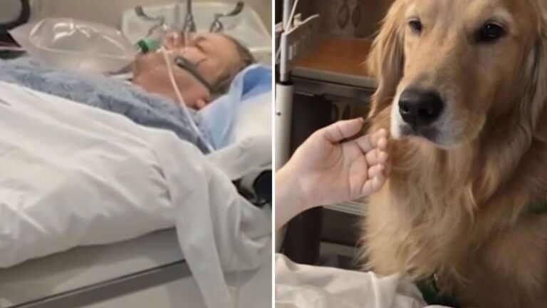 Florida Woman Wakes Up From Coma After Golden Retriever Therapy Dog Nudges Her Hand