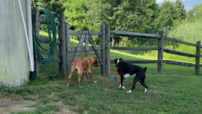 Dogs Barking For 20 Minutes Lead New Jersey Woman To Unexpected Visitor In The Grass