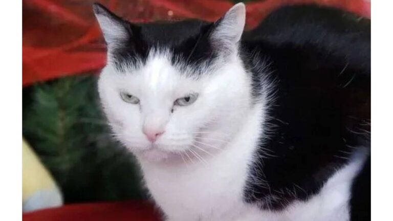 North Carolina Shelter’s Hilarious Post About “World’s Worst Cat” Leads To Something Incredible