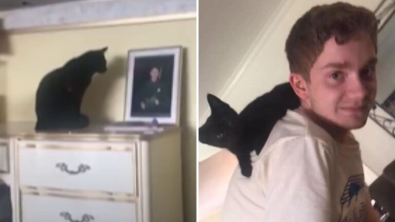 Cleveland Cat Keeps Looking At A Framed Photo Of Her Owner And The Reason Will Melt Your Heart