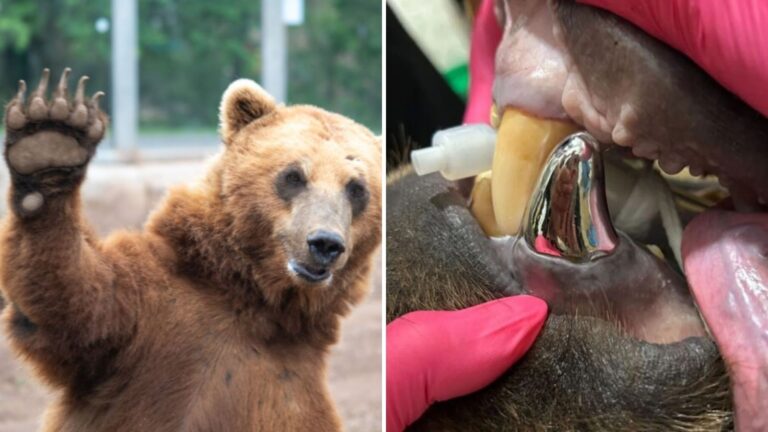 Minnesota Zoo Bear Undergoes Rare Dental Procedure And Makes History