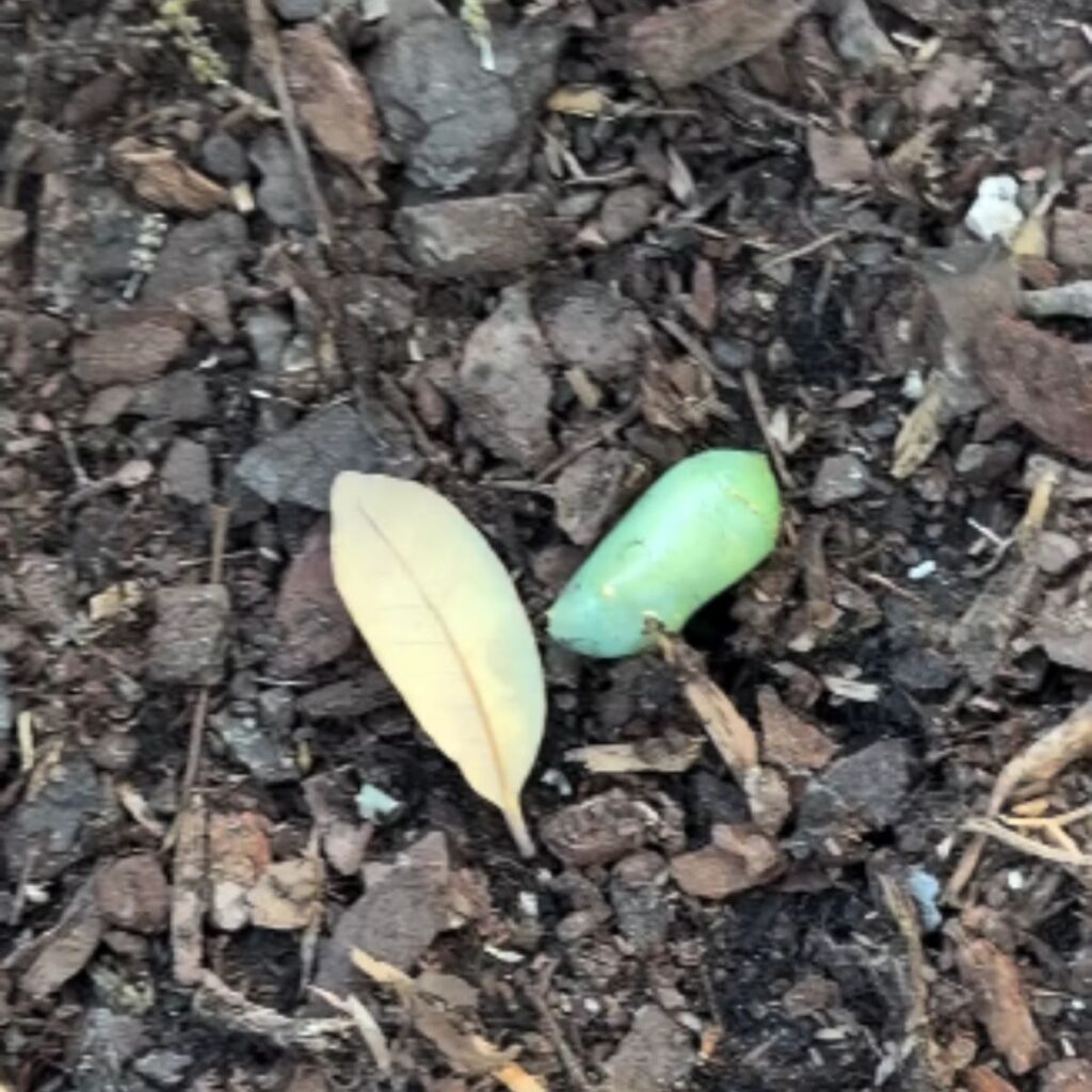 butterfly chrysalis on the ground