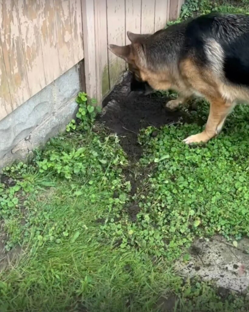 german shepherd digging the grass